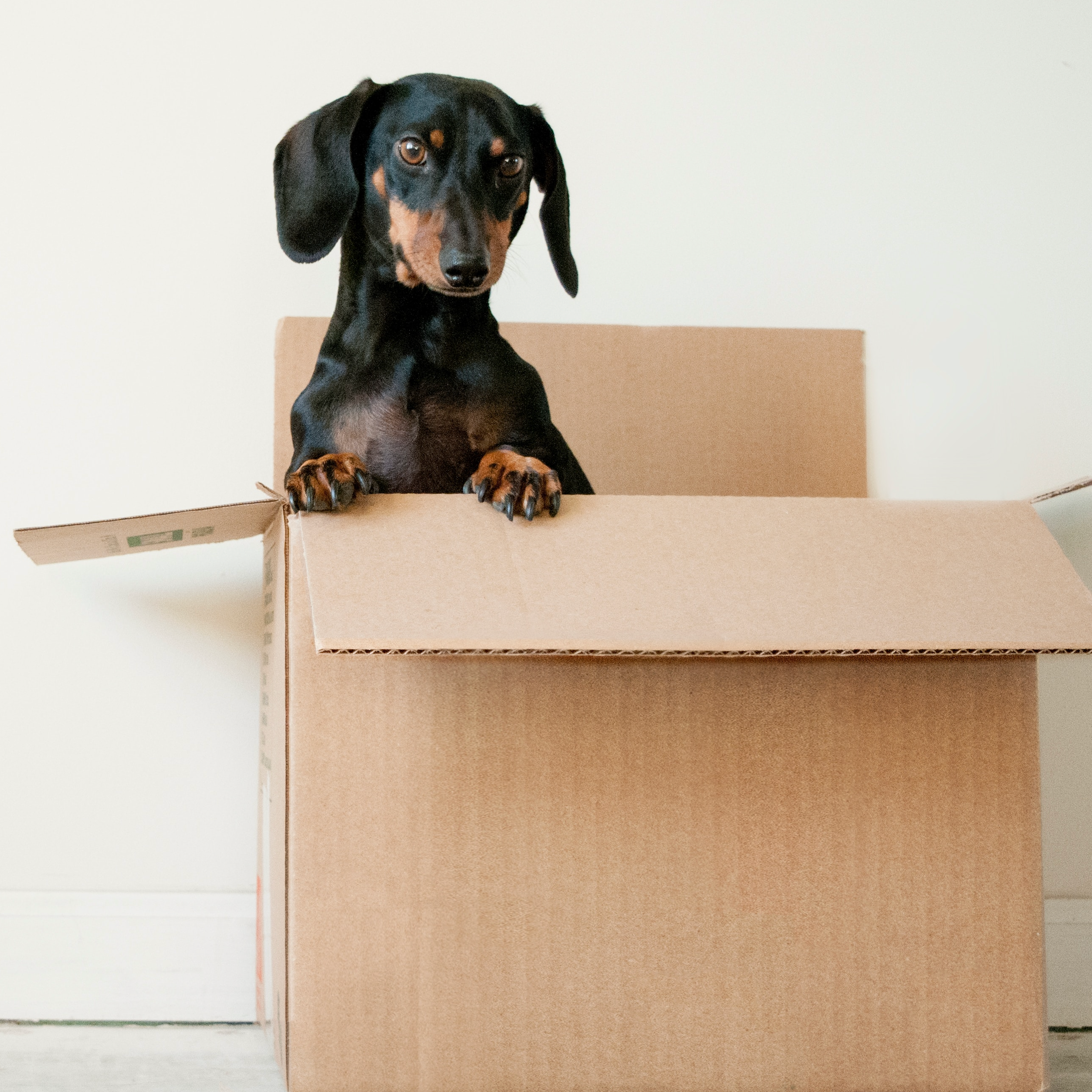 How to move home with your dog
